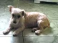 Amora