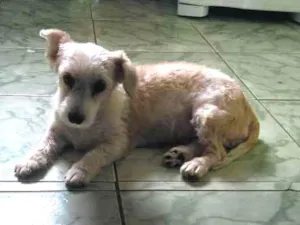 Cachorro raça Poodle idade 3 anos nome Amora