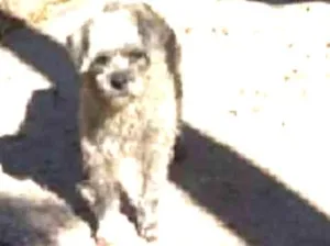 Cachorro raça SRD idade 5 anos nome Cinzinha