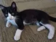 Léo
