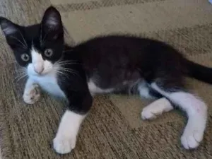 Gato raça Srd idade 2 a 6 meses nome Léo