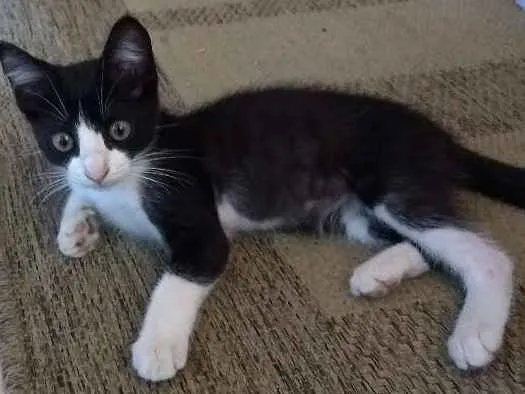Gato ra a Srd idade 2 a 6 meses nome Léo