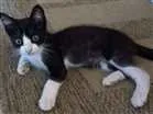 Gato raça Srd idade 2 a 6 meses nome Léo