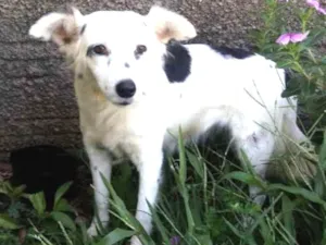 Cachorro raça SRD idade 4 anos nome Branquinha
