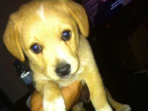 Cachorro raça Viralata idade 2 a 6 meses nome Bolt