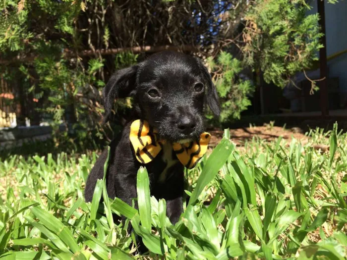 Cachorro ra a  idade  nome Theo