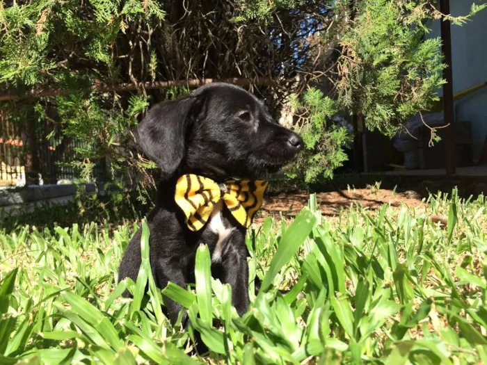 Cachorro ra a  idade  nome Theo