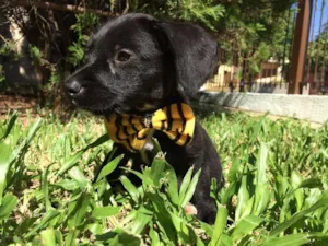 Cachorro raça  idade  nome Theo