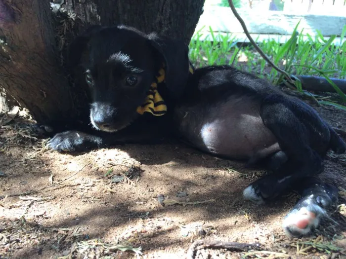 Cachorro ra a  idade  nome Theo