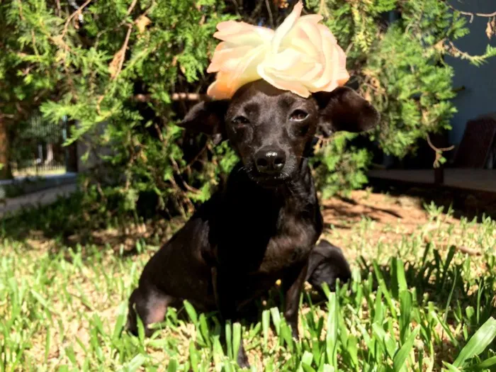 Cachorro ra a  idade  nome Preta