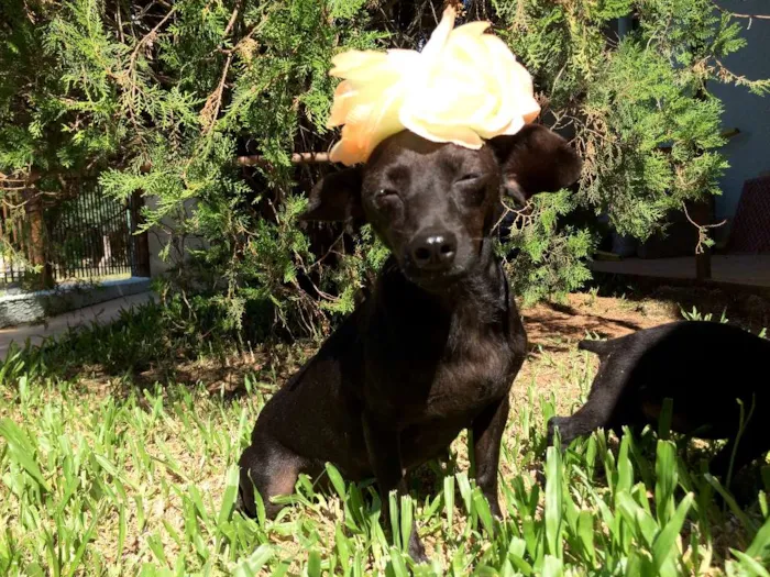 Cachorro ra a  idade  nome Preta