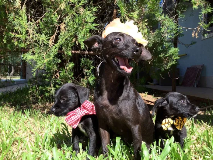 Cachorro ra a  idade  nome Preta