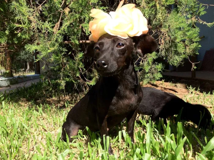 Cachorro ra a  idade  nome Preta