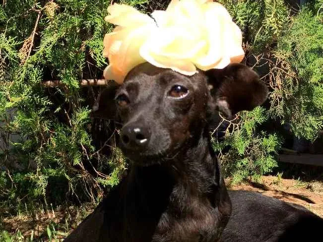 Cachorro ra a  idade  nome Preta