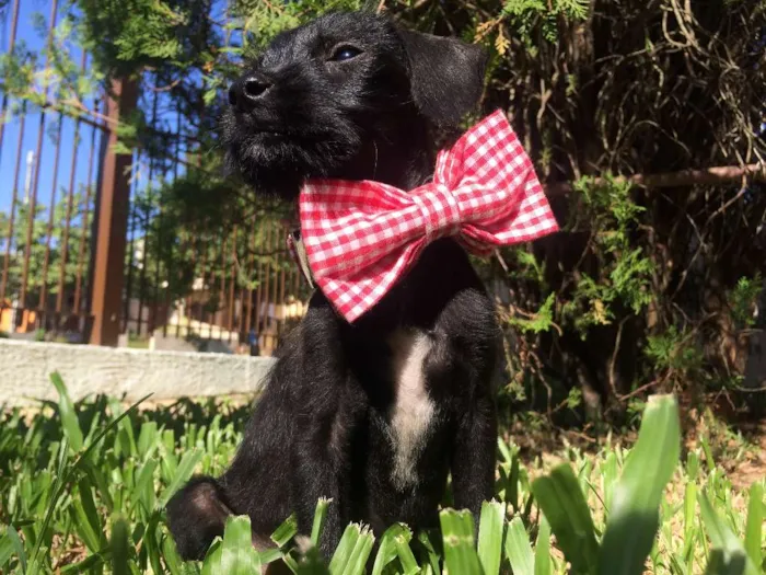 Cachorro ra a  idade  nome Chico