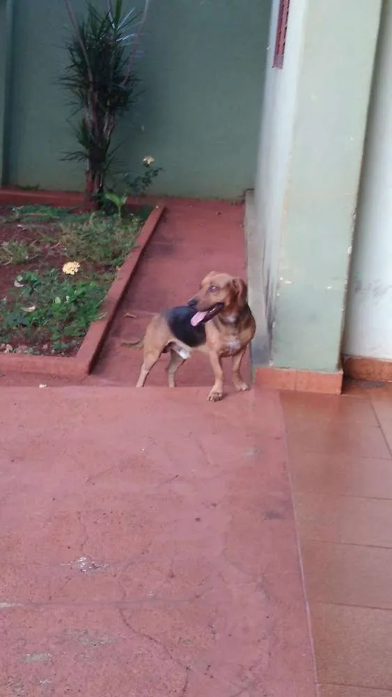 Cachorro raça Bassett idade 2 anos nome Romeu