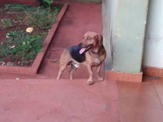 Cachorro raça Bassett idade 2 anos nome Romeu