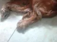 Não tem