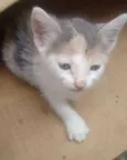 Mimi
