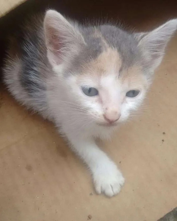 Gato raça  idade Abaixo de 2 meses nome Mimi