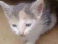 Mimi