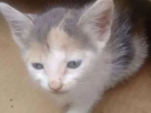 Gato raça  idade Abaixo de 2 meses nome Mimi