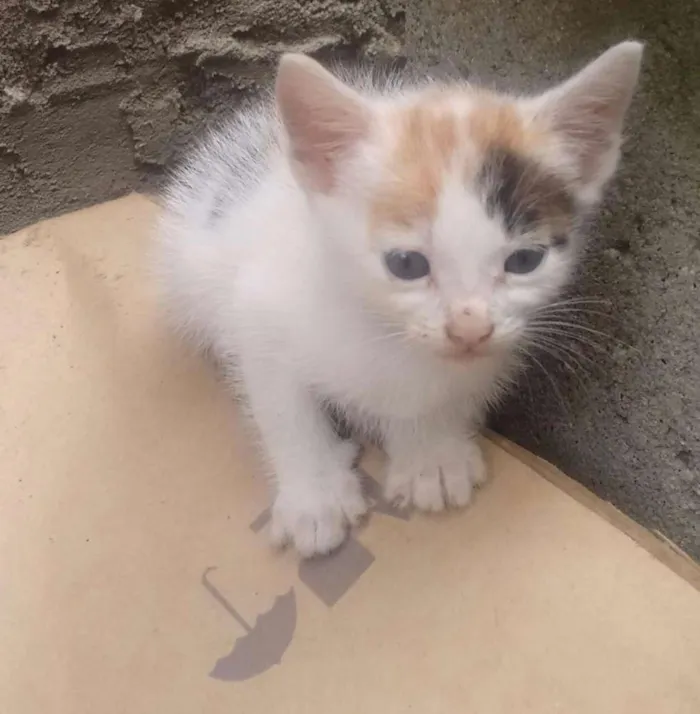 Gato raça  idade Abaixo de 2 meses nome Lua