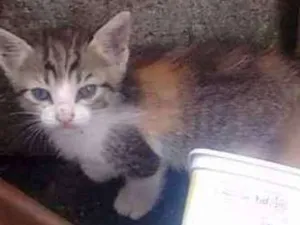 Gato raça  idade Abaixo de 2 meses nome Mel