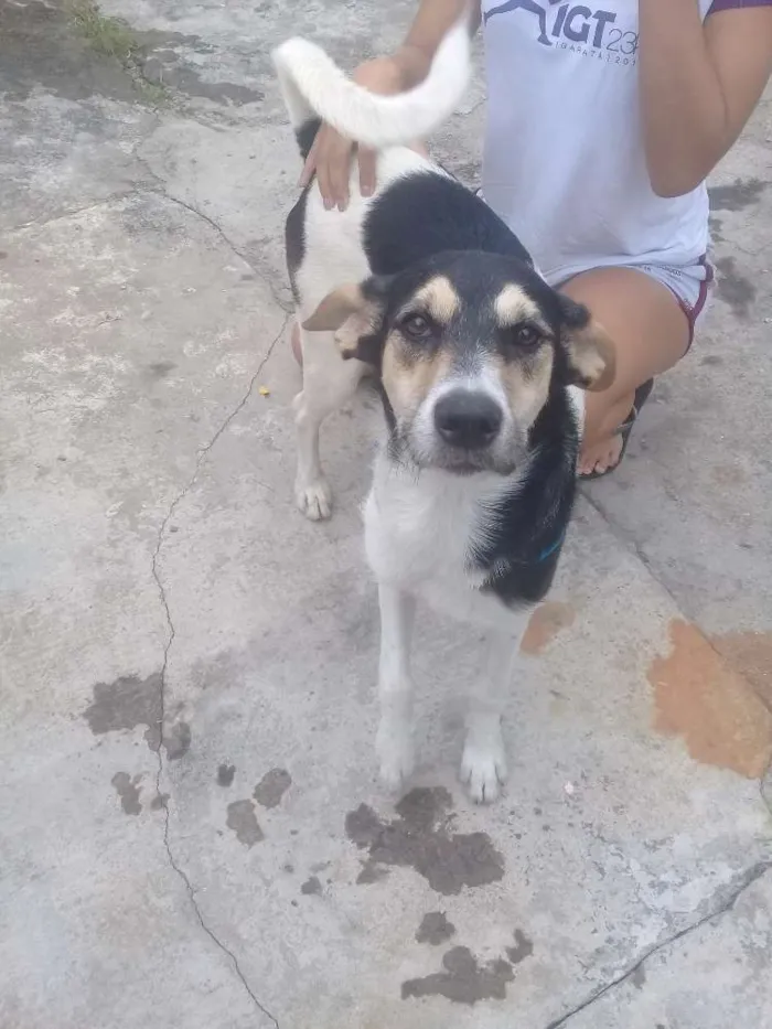 Cachorro ra a Vira lata idade 7 a 11 meses nome Alicia