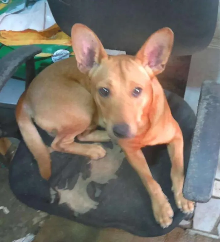 Cachorro ra a srd idade 1 ano nome Orelha