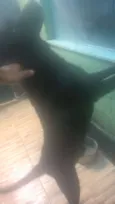 Timóteo 