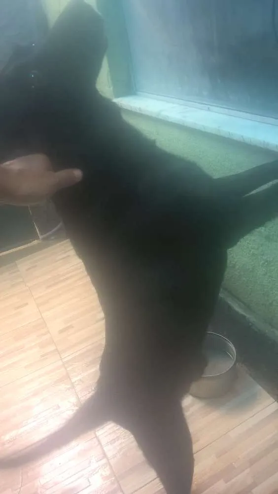 Cachorro ra a Labrador misturado idade 5 anos nome Timóteo 