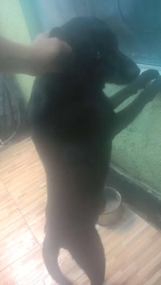 Cachorro ra a Labrador misturado idade 5 anos nome Timóteo 