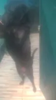 Timóteo 
