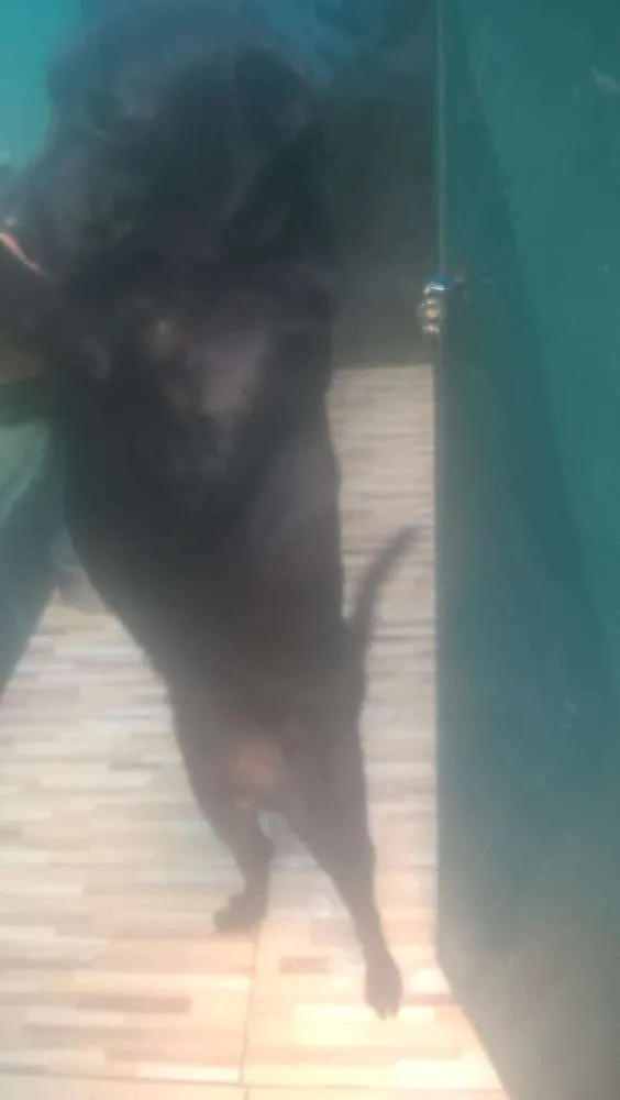 Cachorro ra a Labrador misturado idade 5 anos nome Timóteo 