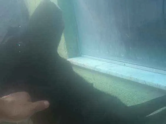 Cachorro ra a Labrador misturado idade 5 anos nome Timóteo 