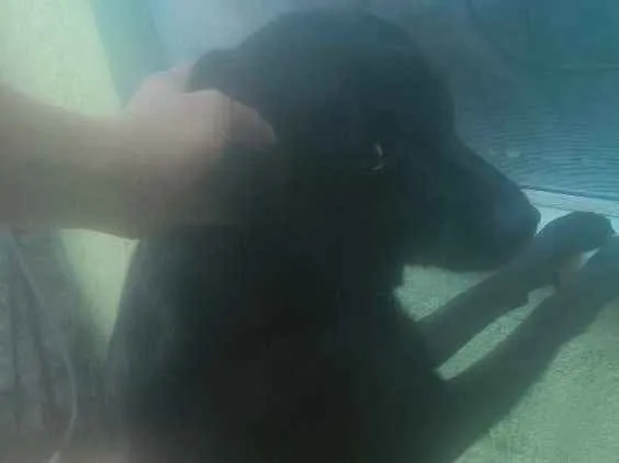 Cachorro ra a Labrador misturado idade 5 anos nome Timóteo 