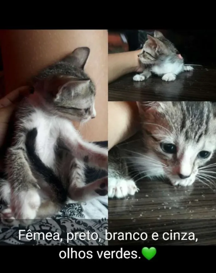 Gato ra a Vira lata idade 2 a 6 meses nome Sem nome