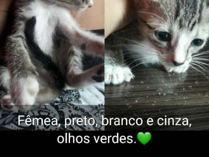 Gato ra a Vira lata idade 2 a 6 meses nome Sem nome