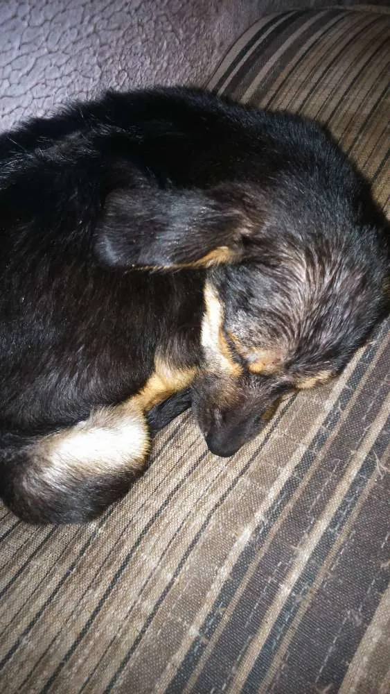 Cachorro ra a Paulistinha idade 2 a 6 meses nome Sasha