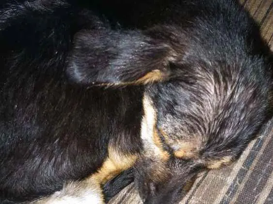 Cachorro ra a Paulistinha idade 2 a 6 meses nome Sasha