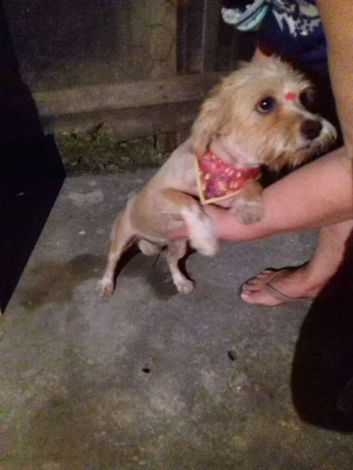 Cachorro raça Maltês  idade 3 anos nome Lesse