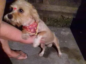 Cachorro raça Maltês  idade 3 anos nome Lesse