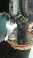Gatos