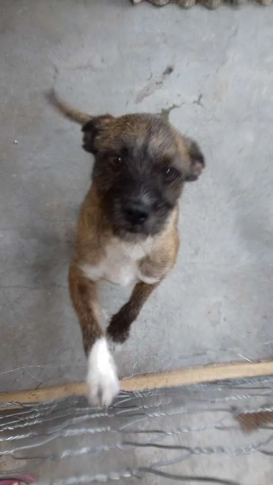 Cachorro raça Sem raça definida  idade 3 anos nome Luna