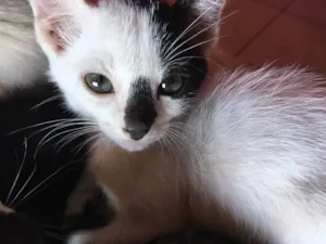 Gato raça Sem raça definida idade 2 a 6 meses nome Doguinho