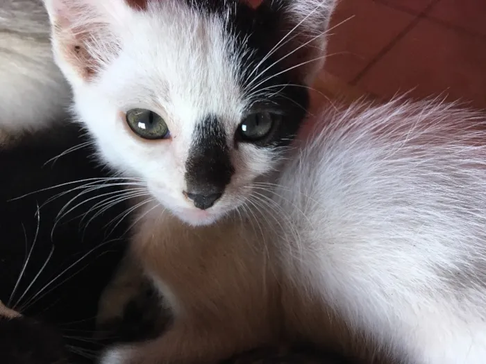 Gato ra a Sem raça definida idade 2 a 6 meses nome Doguinho