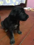 Peludinho