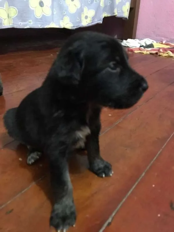 Cachorro ra a srd idade Abaixo de 2 meses nome Peludinho