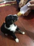Peludinho